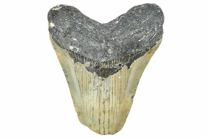 Bargain, Fossil Megalodon Tooth - North Carolina #359049